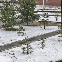 27 апреля - с утра метёт метель... :: Светлана 