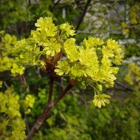 Апрель :: Наталья Герасимова