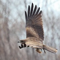 *** :: Владилен Панченко