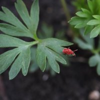 Красный бархатный клещ :: Татьяна Салиева