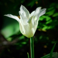 Весеннее. :: Владимир 