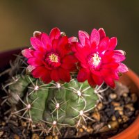 Весеннее цветение кактуса :: Николай Зиновьев