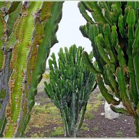 В окружении гигантских кактусов. :: Лия ☼