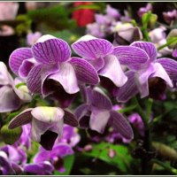 Орхидеи :: Лия ☼