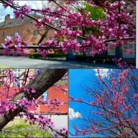 Церцис :: Нина Бутко