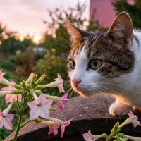 Котя на закате :: Лилия 