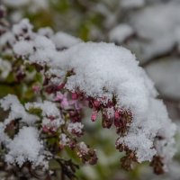 Сирень. :: Николай 