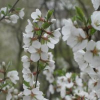 Вишня расцвела :: Дмитрий Никитин