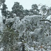 Вновь зима в окно стучится! :: veilins veilins