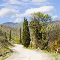 Дорога с кипарисами :: Геннадий Валеев