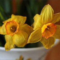 Нарциссы :: ZNatasha -