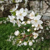 Апрель :: Наталья Герасимова