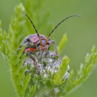 ... :: civettina ...