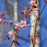 Пробуждение... :: Владимир Жданов