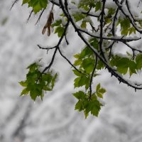 «У природы нет плохой погоды» :: Наталья Rosenwasser