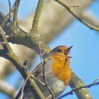 зарянка или малиновка :: gawrilа - dan