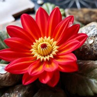 И на камнях растут цветы... (3) :: Игорь Питерский