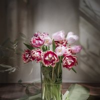 Тюльпаны. :: Bosanat 