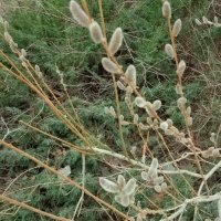 Верба :: Георгиевич 