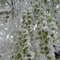 Снег в апреле :: Дмитрий Никитин