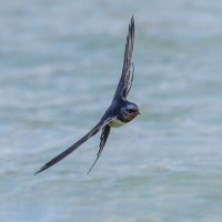 ласточка деревенская. :: юрий макаров