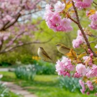 Продли нам этот миг, Весна! :: Ravile 