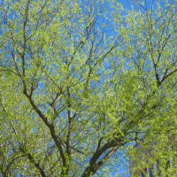 Весеннее небо :: Елена Семигина