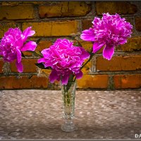 ПИОНЫ. :: Александр Дмитриев