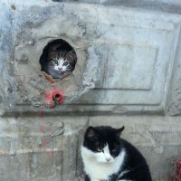 Ответственная мать :: Сергей Сомихин