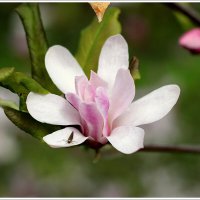 Весна :: Aleksandr Gal