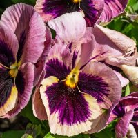 Анютины глазки :: Игорь Сикорский