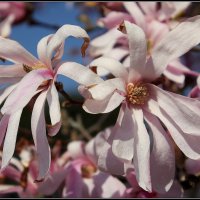 Гимн Весне :: Aleksandr Gal