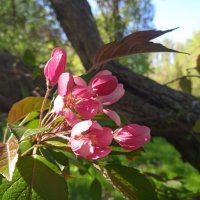 яблонька :: Елена Шаламова