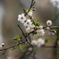 Вишенка :: Игорь Шевченко