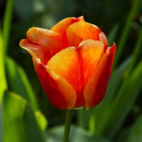 Доброе утро :: Юрий. Шмаков