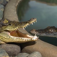 Нильский крокодил :: Михаил Измайлов
