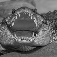 Нильский крокодил :: Михаил Измайлов