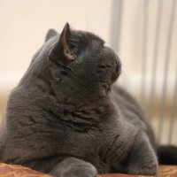 Не царское это дело смотреть в объектив :: Татьяна Салиева