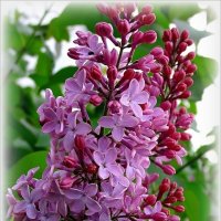 Веточка сирени :: Наталья ***