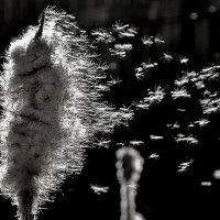 Рогоз :: евгений 