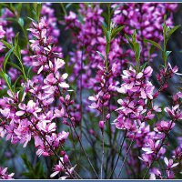 ЦВЕТЕНИЕ :: Владимир Кроливец