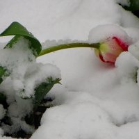 Утопился... :: Александр Чеботарь