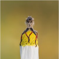 Царь горы.-))) :: Александр Григорьев