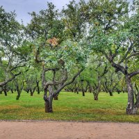 Сад в Коломенском :: Irene Irene