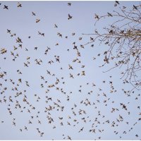 Стая свиристелей. :: Михаил К