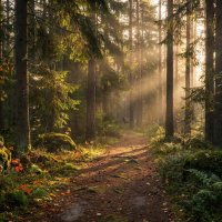Лесная тропинка :: Лилия 