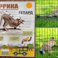 Гепард в ростовском зоопарке :: Нина Бутко