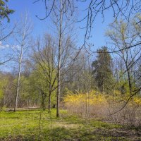 В весеннем парке... :: Владимир Жданов