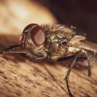 Мойте руки перед едой :: Игорь 