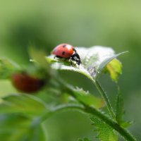 *** :: Надежда Куркина 